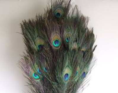 moe Oprecht Knorretje Pauw veren 60cm Lang Pak +/- 5 stuks Peacock feather natural Decoflorall